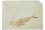 Bargain, Fossil Fish (Knightia) - Green River Formation #224507-1